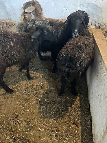 Баран, овца: Продаю | Овца (самка) | Для шерсти | Ярка — 8