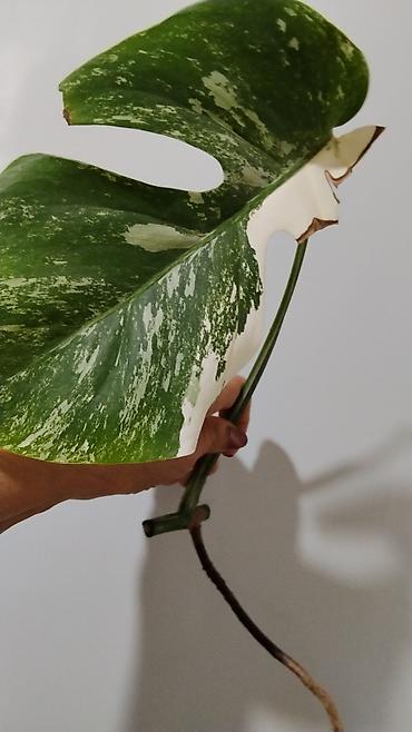 глоксинию: Глоксиния (Sinningia speciosa) в горшке.250с 2.Монстера Альба — 1