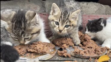 продажа щенков немецкой овчарки с документами в бишкеке: НУЖНА ПОМОЩЬ! Котята в добрые руки, находятся сейчас на улице! Есть