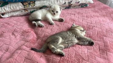 отдам в добрые руки котенка: Шиншилла, Самка, В добрые руки, Бесплатная доставка