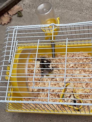 it bazarı bakı: 2 xamyak 2 qefes cixdi satisa 1 disi 1 erkek real alicilar narahat — 2