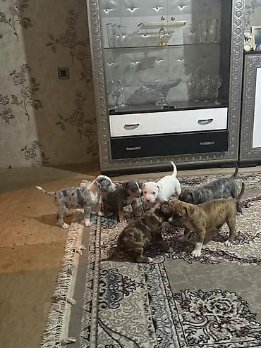 çubuş itlər: Pitbul, 2 ay, Peyvəndli, Pulsuz çatdırılma — 1