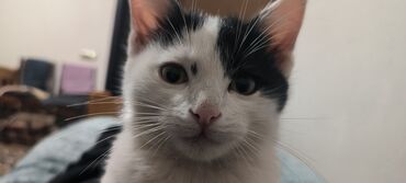 Pişiklər: Erkək, Yaxşı əllərə -da lalafo.az — 7 Pişiklər: Erkək, Yaxşı əllərə — 7