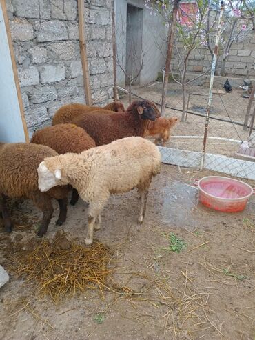 qurbanlıq qoyun satışı: Qurbanlıq Quzullar Qala Xaşaxuna 340 Başlayır