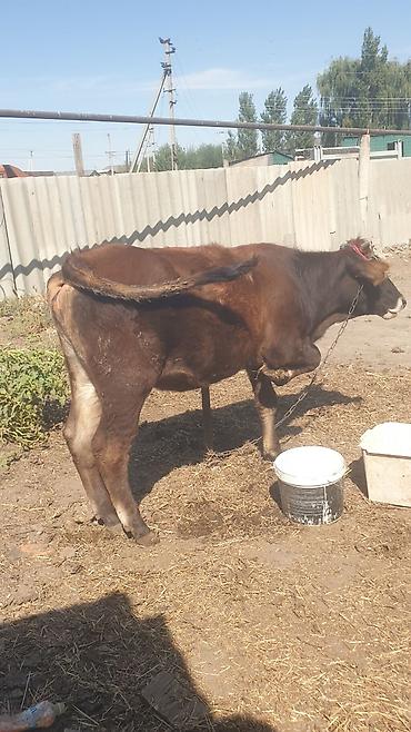 корм животным: Продаю | Бык (самец) | Ангус, Алатауская | На откорм | Привязанные — 9