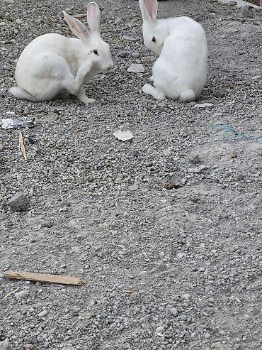 kanada sortu hinduska: Ağ rəngli ev dovşanları (dişi və erkək) Qeyd olunan qiymət hər iki — 4