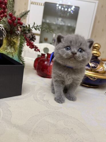 Pişiklər: Britan yastı qulaq, Dişi, Erkək, Yaxşı əllərə, Ödənişli çatdırılma, Ünvandan götürmə — 23