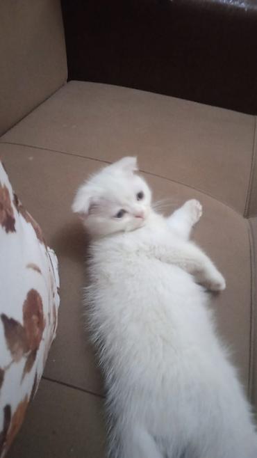 Кошки: Шотландская вислоухая — 7