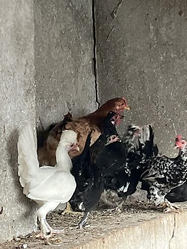 avcarka type 1: Məhsul: Yerli toyuqlar (yumurtalıq və ətlik tip qarışıq sürü) - — 5
