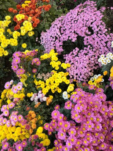 цветы многолетний кустарник: Многолетние хризантемы — садовые кустовые сорта - Разнообразие