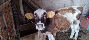 доильный аппарат для коров в бишкеке: Товары и оборудование для с/х животных