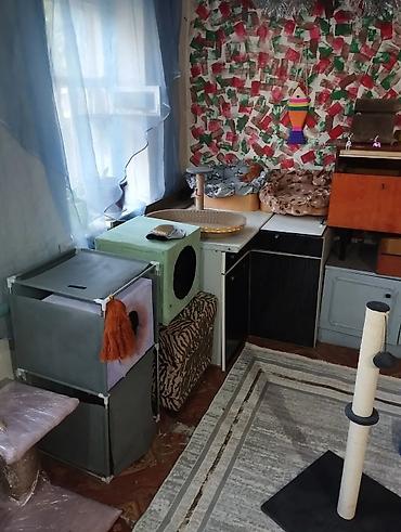 Продажа кошек: Гостиница для кошечек и маленьких собачек до 5 кг Предлагаем — 18