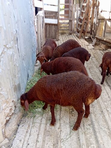 Quzu: Salam,4eded quzu 2erkey 2disi. qiymet birine aitdi.2ay