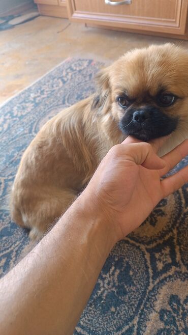 Akvarium aksessuar və ləvazimatları: Pekines, 1 il, Erkek
