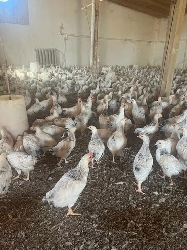 serebrist toyuqlari: Serebrist kənd çolpaları orta çəki 1.100kq,75 günlükdür,sağlamdır