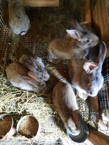 сколько стоит кролик: Крольчата: Миксы Фландр+Великан возраст 1 месяц. Так же продам lalafo.kg да сколько стоит кролик: Крольчата: Миксы Фландр+Великан возраст 1 месяц. Так же продам