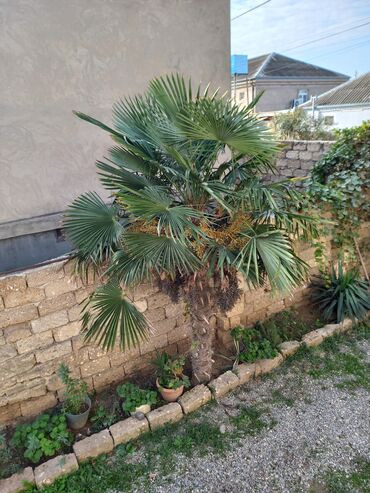 gul agac: Trahikarpa (Trachycarpus fortunei) xurma palmı – həyət və bağ üçün