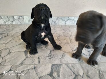 çoban iti satışı: Kane-Korso, 1 ay, Dişi