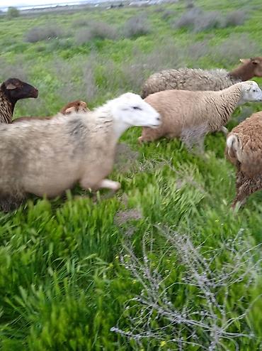 Qoyunlar, qoçlar: Dişi, il: 1, Damazlıq, Ünvandan götürmə — 17