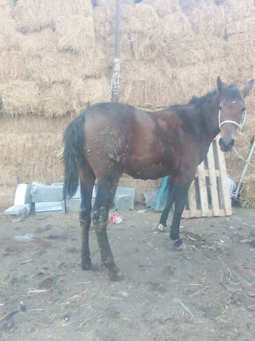 Лошади, кони: Продаю | Жеребец | Для разведения, Рабочий | Племенные — 7