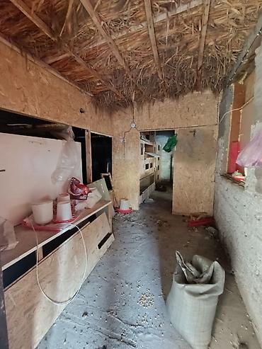 Продажа коттеджей и домов: 📌В селе Беловодское продается дом из 4-х комнат на участке 20 соток — 13