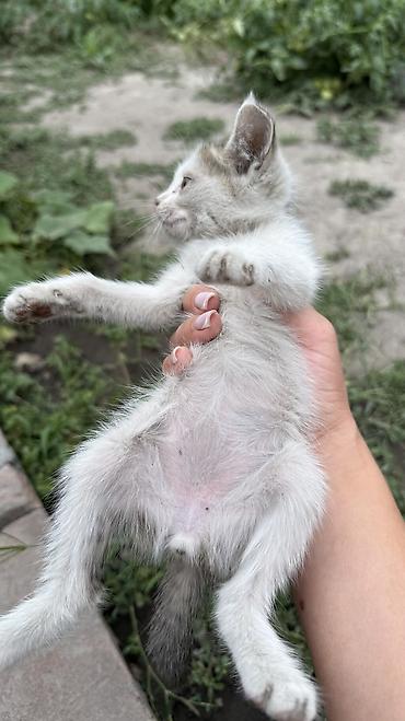 Отдам даром кошку: Котята: мальчик и девочка К латку приучены, игривые кушают очень — 18