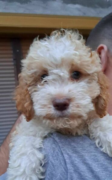 Psi: Prelepi štenci Lagoto Romanjolo dostupni za nove domove. Rođeni — 11