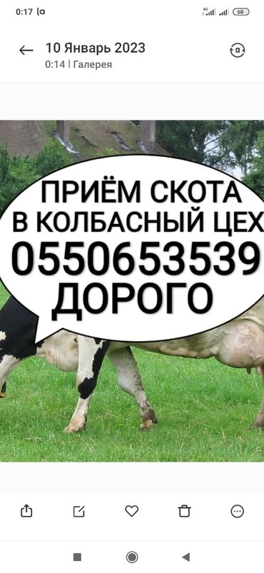 корова продаю: Куплю | Коровы, быки, Лошади, кони | Круглосуточно, Любое состояние, Забитый