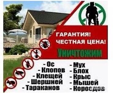 от паразитов: Дезинфекция, дезинсекция, | Тараканы, Блохи, Клопы, | Дома, Квартиры, Кафе, магазины — 5