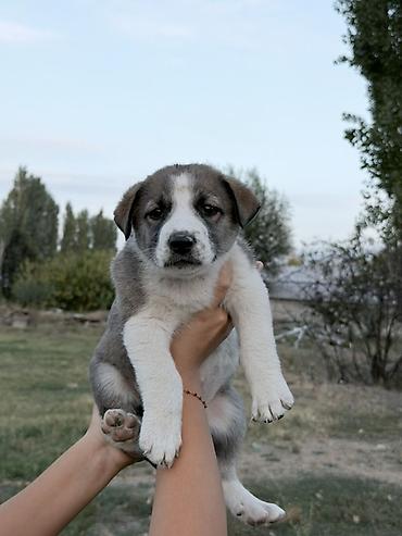 Продажа собак: Дворняжка, 2 месяца, Самка — 5