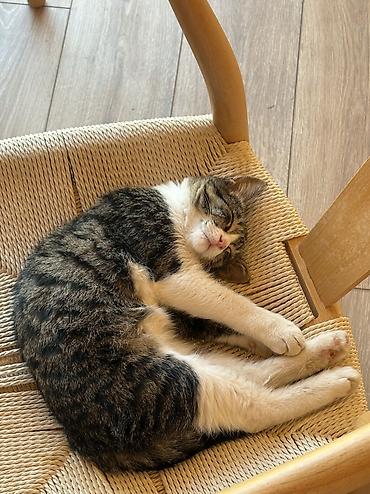 кошка табби: Котёнок коротколапкий, короткошерстный полосатый с белыми лапками 4 — 1