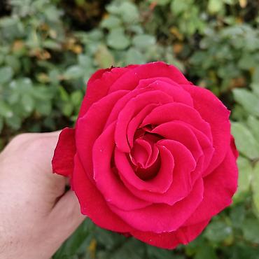 gülçü: Qarisiq növlərdə və rənglərdə olan qizil güllər satisdadir. (Hazir — 9