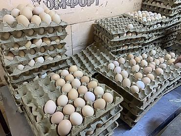 Куриные яйца: Куриные яйца в лотках только оптом — 1