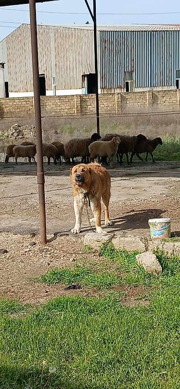 İtlər: Qurdbasar, 2 il, Erkek, Peyvəndli — 12