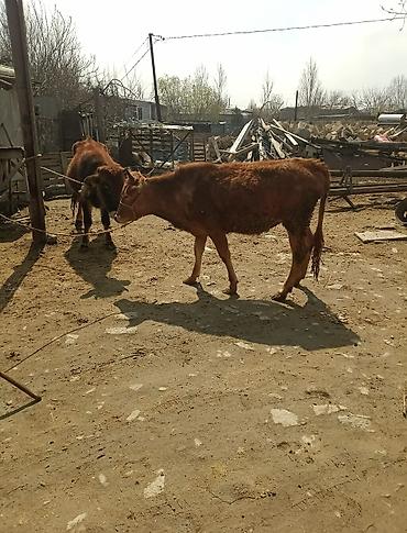 Dana, buzov: Dana, buzov — 13