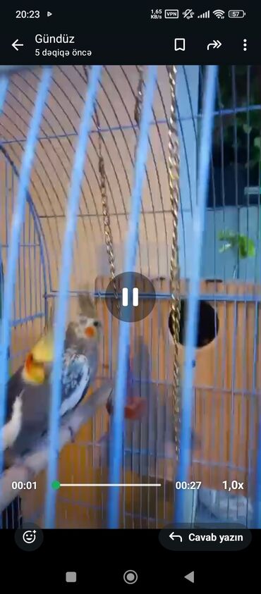 Tutuquşları: Nymph (Cockatiel) cütlüyü və qəfəs dəsti - Növ: Nymph papuqayı