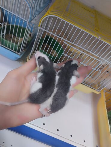 Крысы: Декоративные крыски порода Дамбо . возраст 1 и 2 месяца, мальчики и