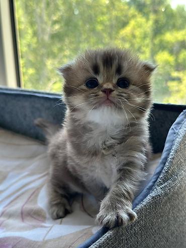 Pişiklər: Şotland — 4