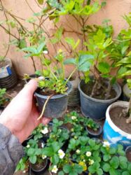 Şitillər: Murano çiyələk stilləri satılır .ilboyu məhsul dərmey olur .isdixana — 2