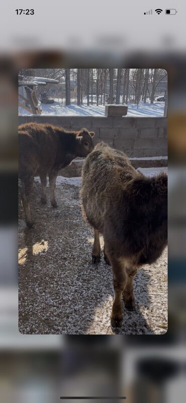 Коровы, быки: Продаю | Тёлка | На откорм, Для разведения, Для молока — 2