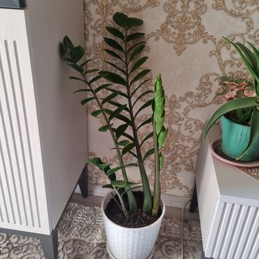 живые растения в аквариум купить: 🌿 Замиокулькас – стиль и уют в одном горшке! Красивый, ухоженный