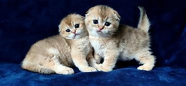 Продажа кошек: Скотиш Фолд (Шотландская вислоухая), 2 месяца, Девочка, Золотая шиншилла — 28