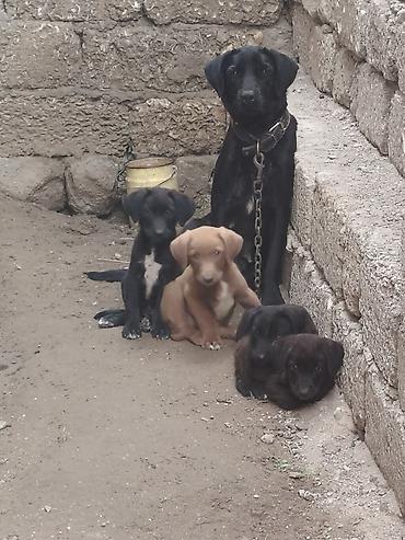 quru it yemi: 20 günlük labrador balalarıdı — 7