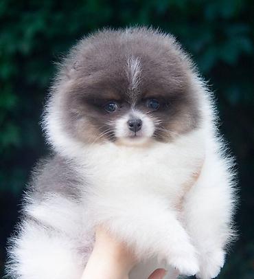 Продажа собак: Шпиц, 2 месяца, Самец — 13