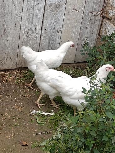 rengli cuceler: Toyuq, Yumurtalıq — 2