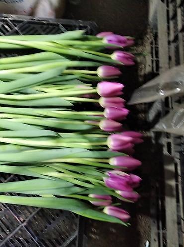 Цветы и букеты: ТЮЛЬПАНЫ ТЮЛЬПАНЫ ТЮЛЬПАНЫ. принимаем заказы на тюльпаны оптом к 8 — 9