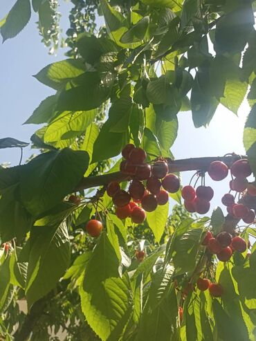 доставка пицца: Черешня Платная доставка