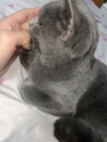британские голубые котята купить: Британский короткошёрстный кот (окрас блю/серый) - Порода: британская — 4