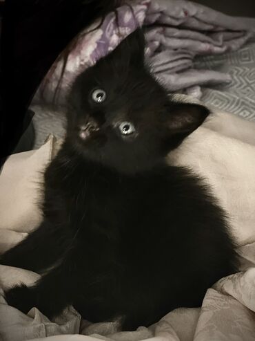 соль для животных: Черный котенок с голубыми глазками💔Отдаем в добрые руки. К лотку