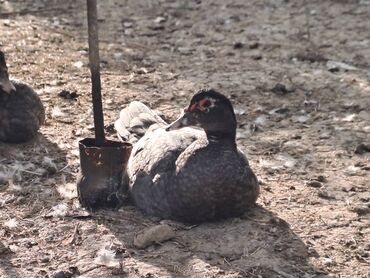 Ördəklər: Salam lal ördəklər satılır iri heyvanlardı fərələr 23 azn xoruzlar 34 — 13